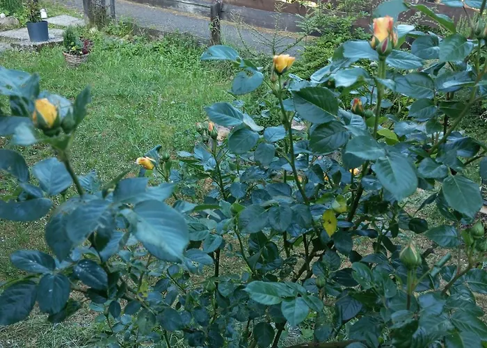 Golf-lodge * Stromberg (Hunsrueck)